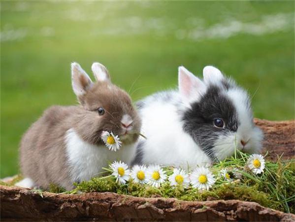 5D Diy Diamond Painting Mosaic Rabbit Daisy Full Square/Round Embroidery Animal Grass Home Decor