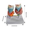 W89C Anatomical Auditory Organ Model with Removable Parts, for Lecture Report