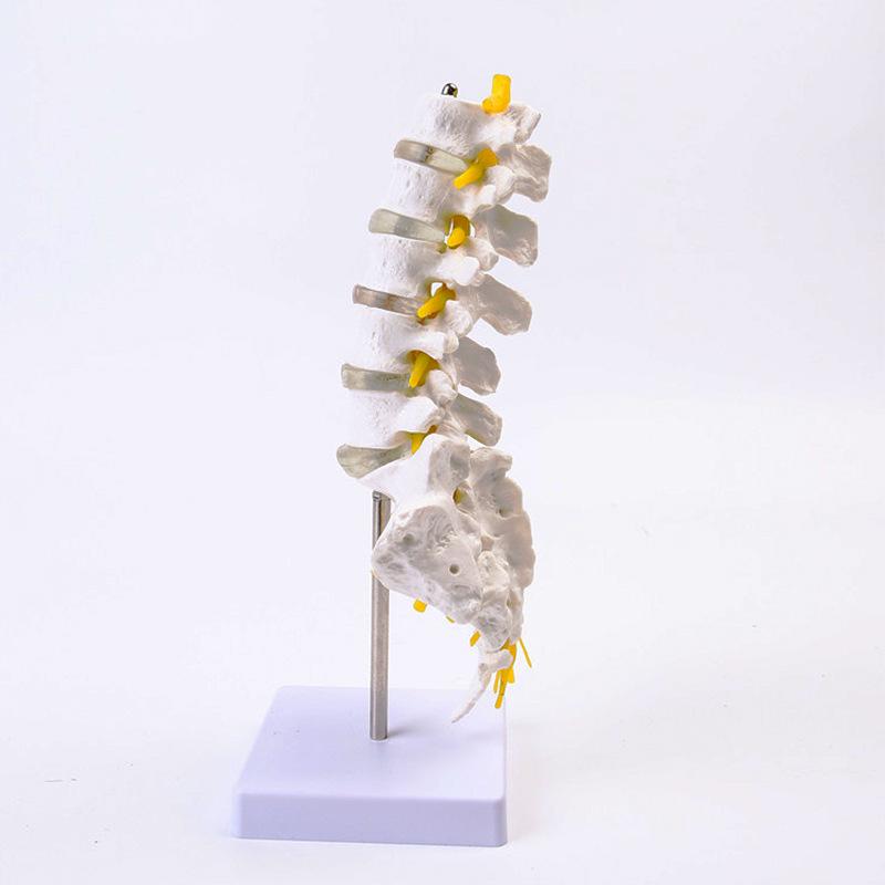 Natural Lumbar Vertebrae with Coccyx Model - Teaching Tool