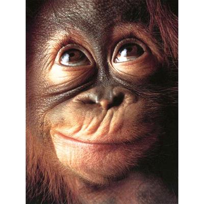 Pictură cu broderie cu diamant Animal Monkey 5d Diamond Mozaic Animal DIY Kit de pictură cu diamant