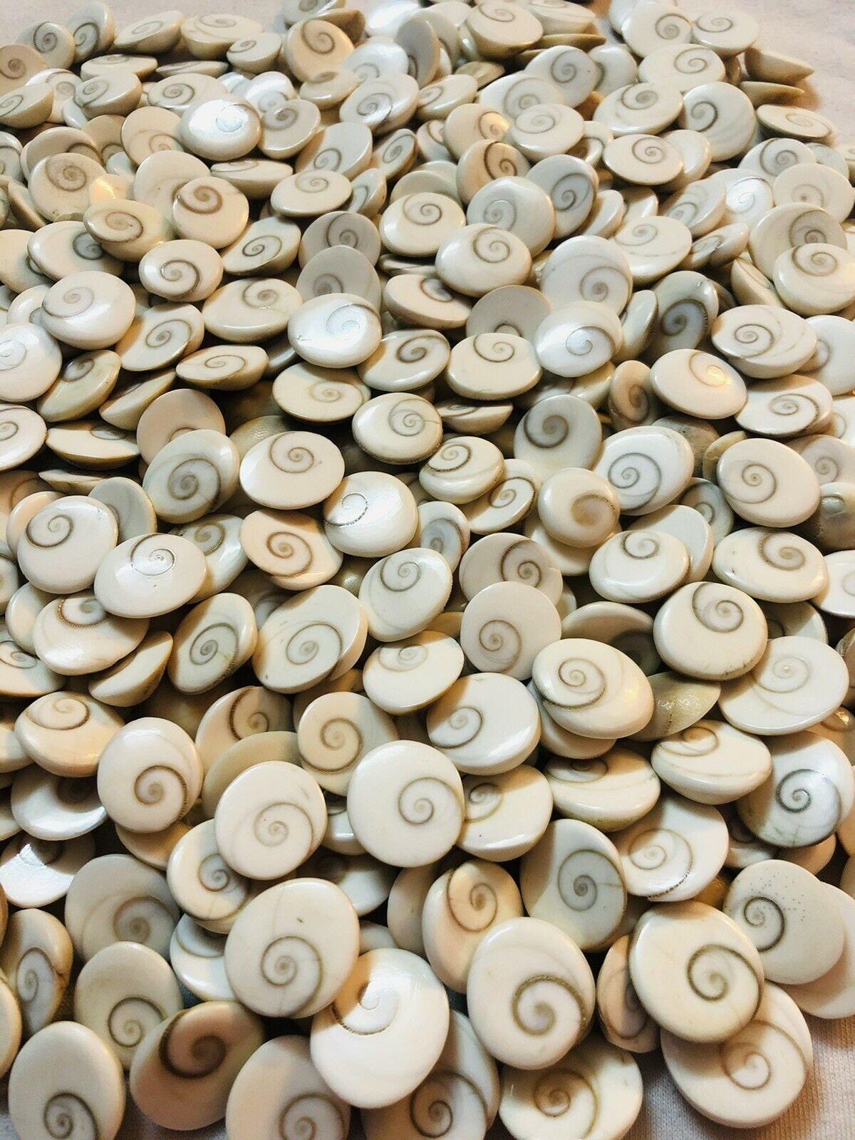 Gomati Chakra – Shiva s Eye Shells for Lakshmi Pooja, Wealth (11-108 pc) 11 Pc