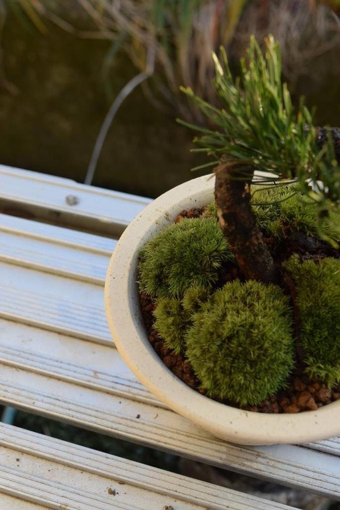Japanese White Pine Bonsai, 1 Pot, Shigaraki Potted, Gift, Houseplant, Bonsai