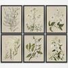 Gubrandin 6PCS Vintage Botanical Wildflower Art Wall Art Prints Artwork Paintings for Home Farmhouse Office Bathroom Kitchen Bedroom Wall Decor (8x10