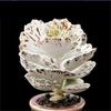 Elegant Sparrow Fan Succulent Collection - White, Expensive, and Black Variants in Small Potted Plants