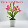 Brownii Lilium Var Viridulum Baker Potted Plant For Living Decor Room