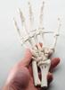 Monolife Hand Joint Model, Hand Skeleton Model, Educational Model, Right Hand, Wrist, Articulated Type