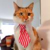 Tie Collar for Pet Cat Dog Costume White and Red Stripe