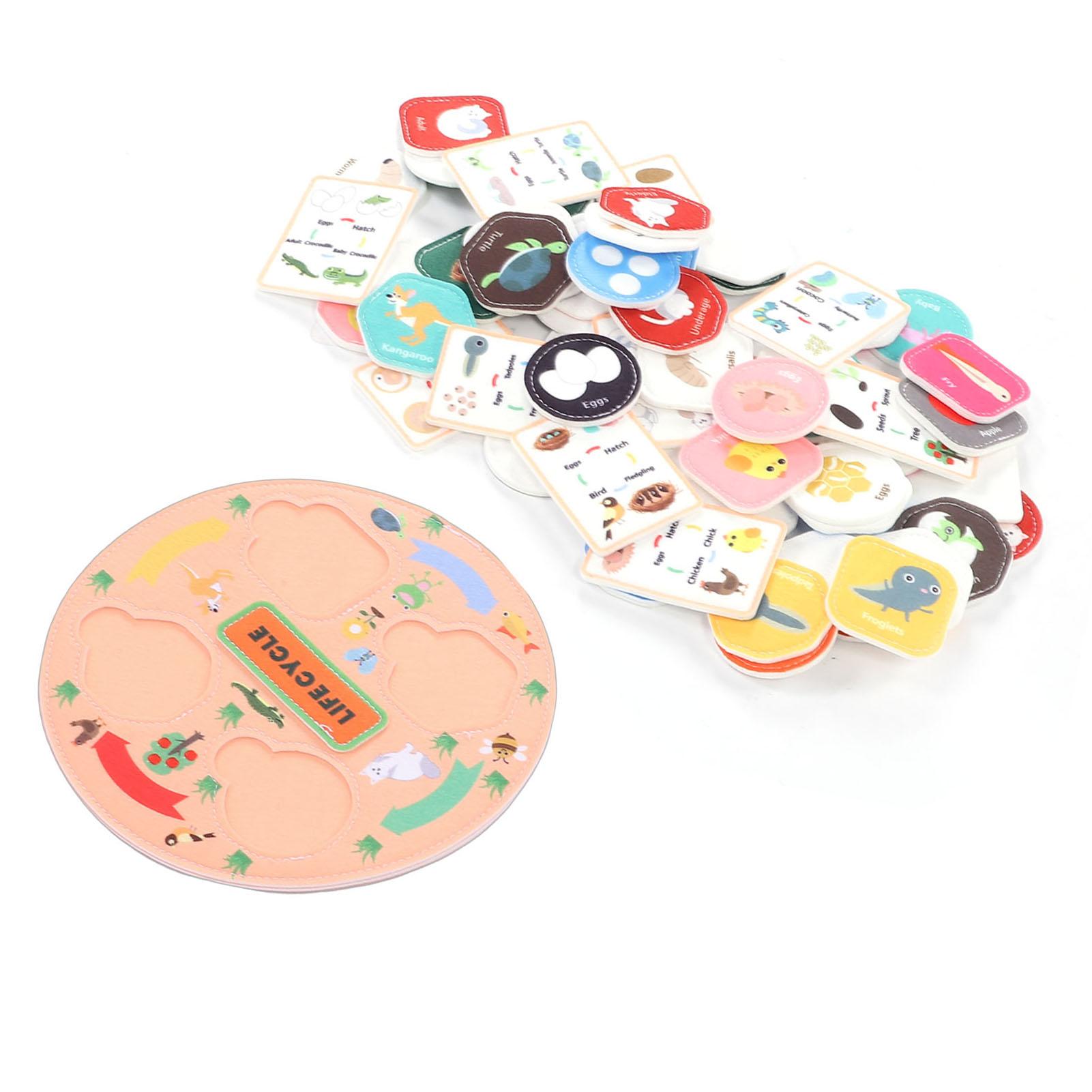 Life Cycle Kit Food Web Science Educational Toy for Kids Animal Life Cycle Preschool Science Kit