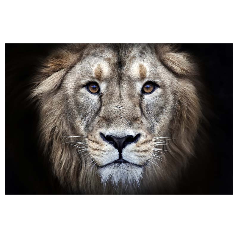 African Animal Lion Posters and Print Black and White Wall Art Canvas Oil Painting Picture for Living Room Decor Home Decoration
