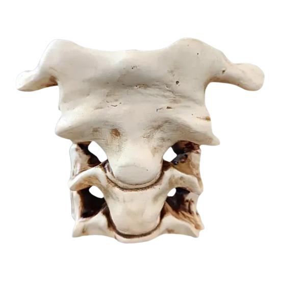 Simulated Spine Pen Holder Vertebral Column Resin Stationery Pencil Stand Organizer Container Home Office Desktop Decoration Ornament