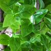 Rattan Pothos Artificial Leaf Vine for Indoor AC and Water Pipe Decoration