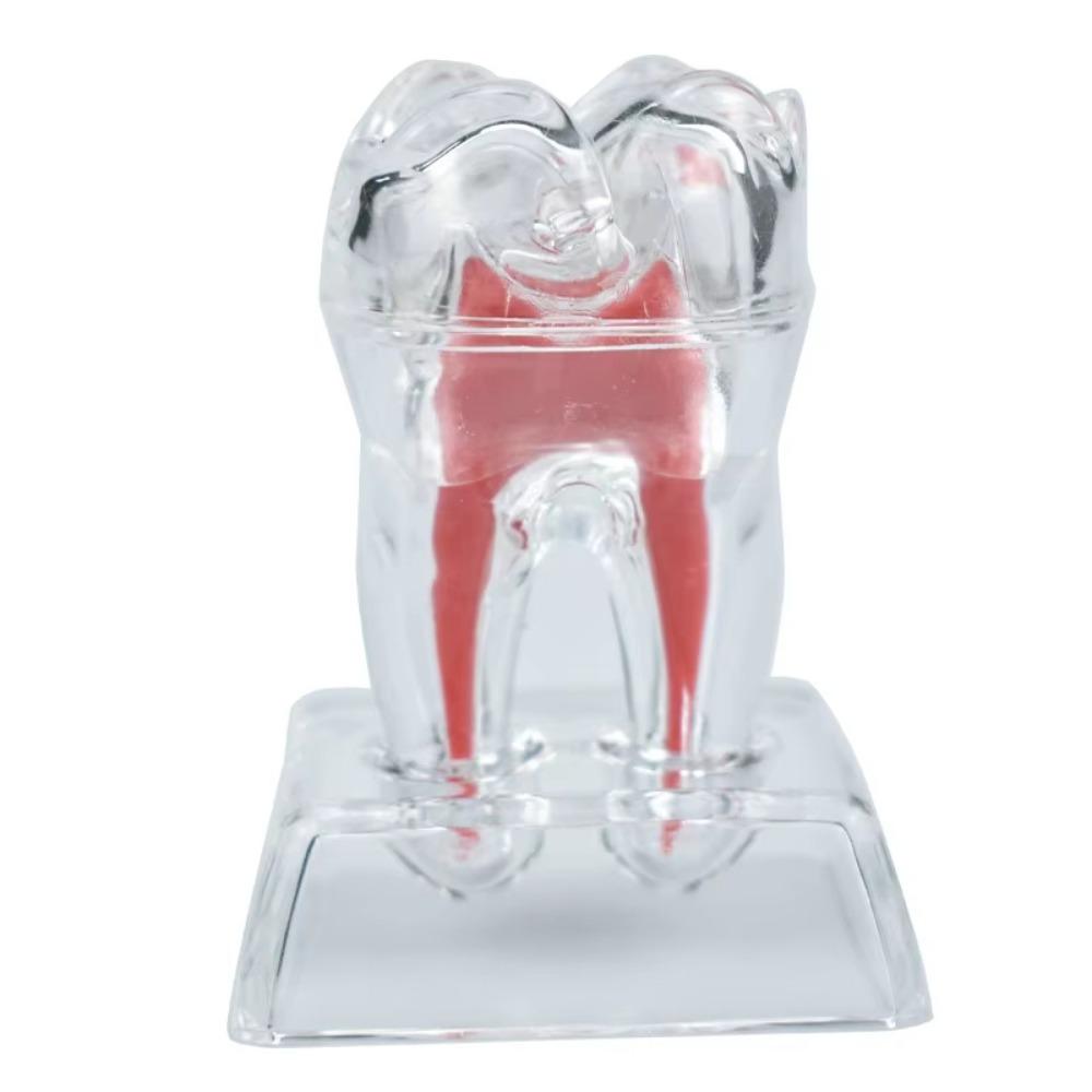 With Base Decomposable Dental Teeth Model Tooth Disintegration Ornaments  Practice Studying Tool