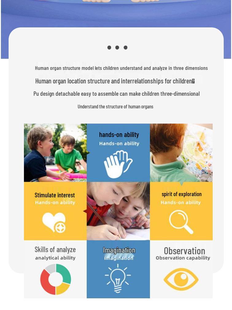DIY Human Organ Structure Model for Children's Science Education