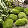 Fake Landscape Stone Lawn Greenery Artificial Moss Plants Decor Floor Adornments Garden Decoration