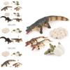 Crocodile Animal Life Cycle Model Pvc Toy For Educational Science Teaching And Display
