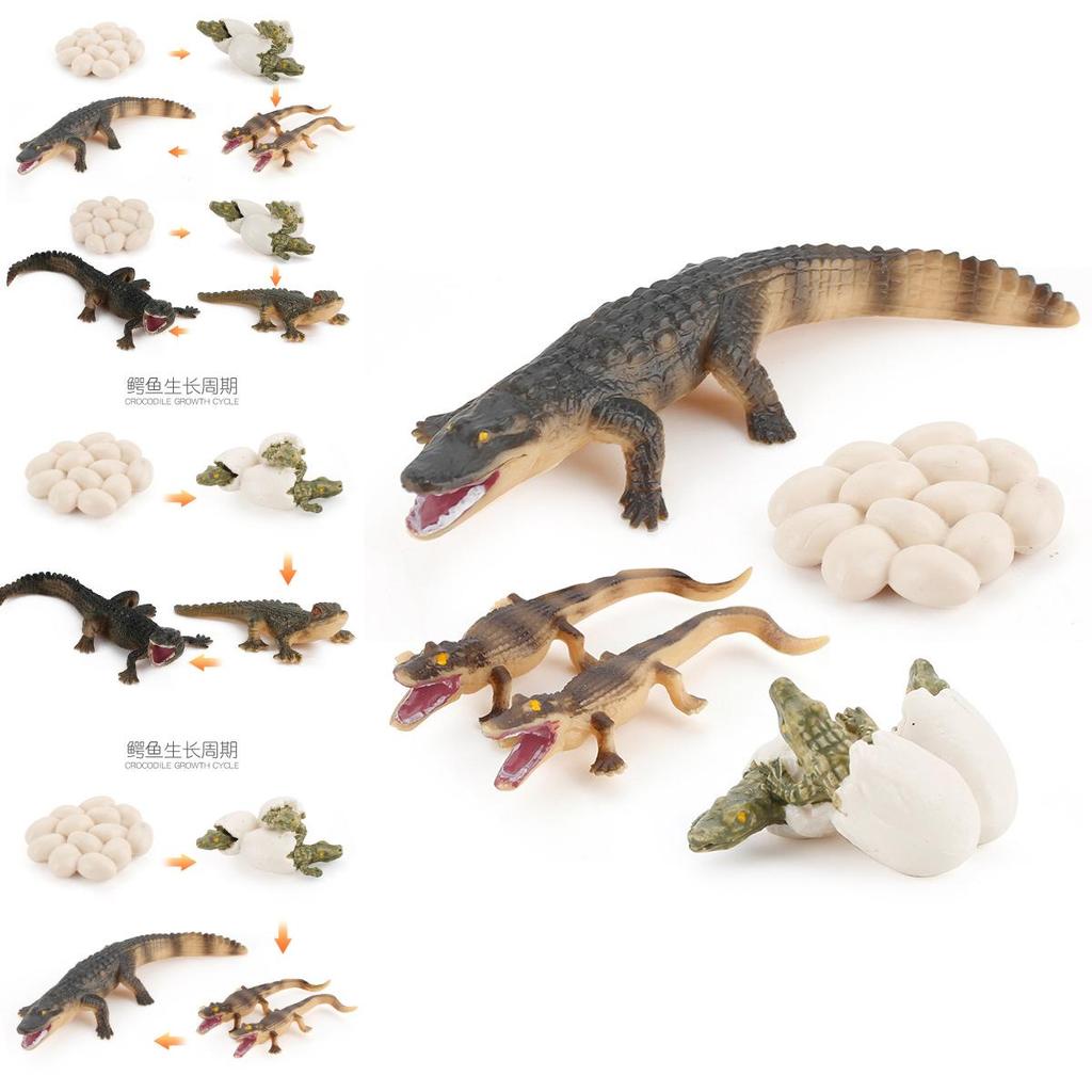 Crocodile Animal Life Cycle Model Pvc Toy For Educational Science Teaching And Display