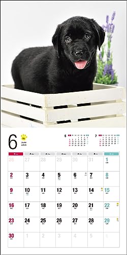 Calendrier 2024 Labrador Retriever (Calendrier Seibundo Shinkosha)