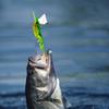 Shrimp Fishing Lures Simulation Shrimp Saltwater Fishing Soft Lures Rubber Fishing Baits Artificial Lures Fishing Tackle