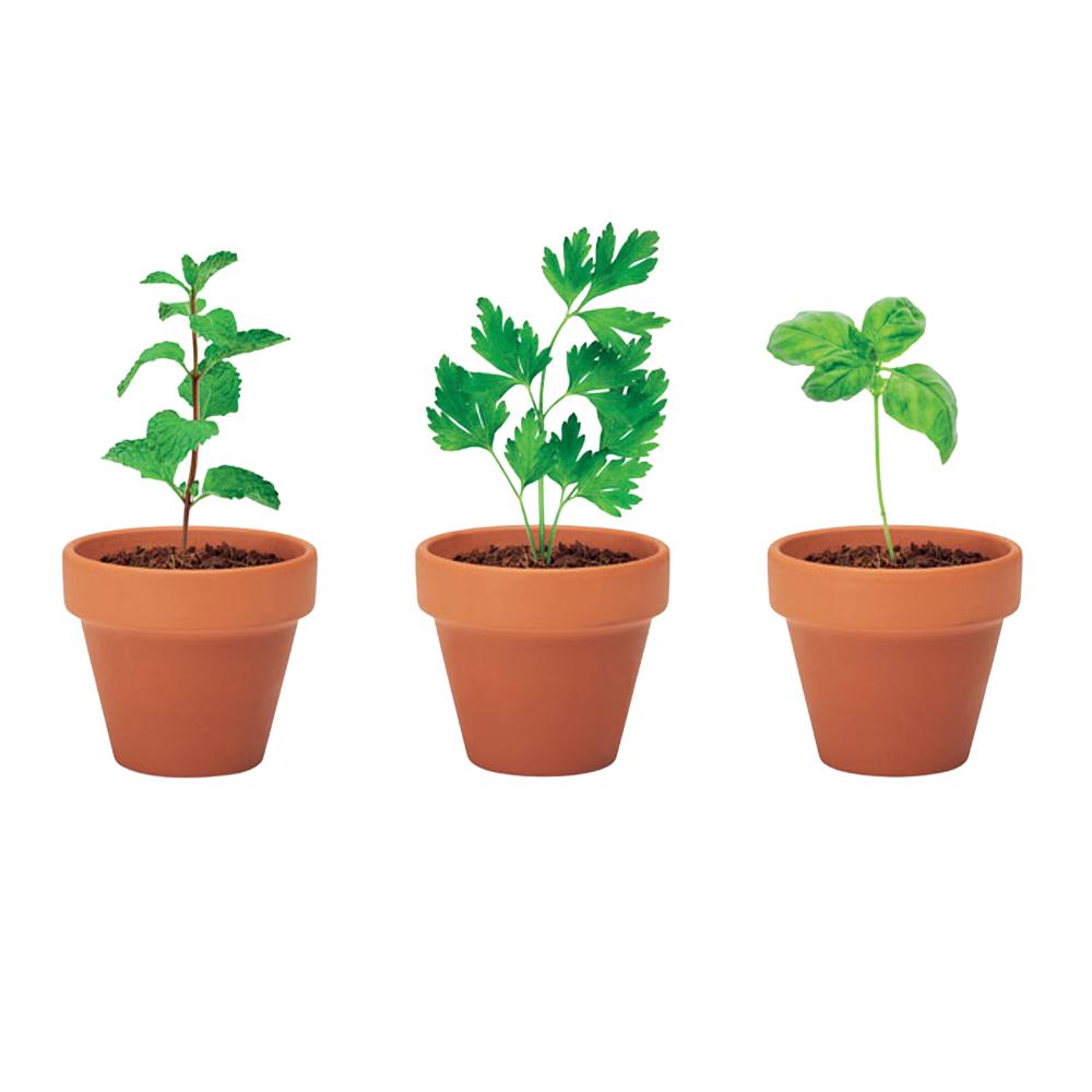 MidOcean Flowerpot Terracotta Herb Seeds Plant Pot (Pack of 3)
