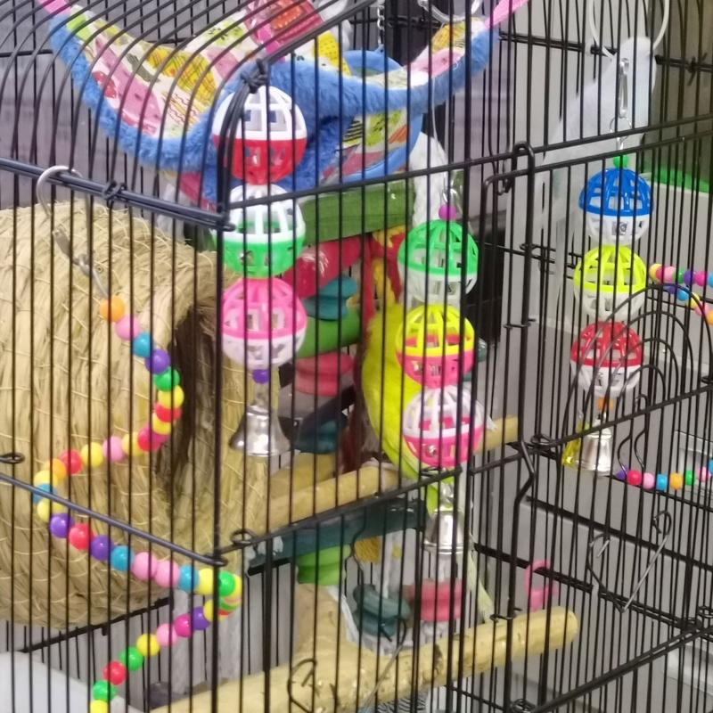 Vogelbälle mit Glöckchen für kreatives lustiges Ball-Vogel-Kauspielzeug Käfig-Hängespielzeug für Papageien Haustiervogel Trainingszubehör