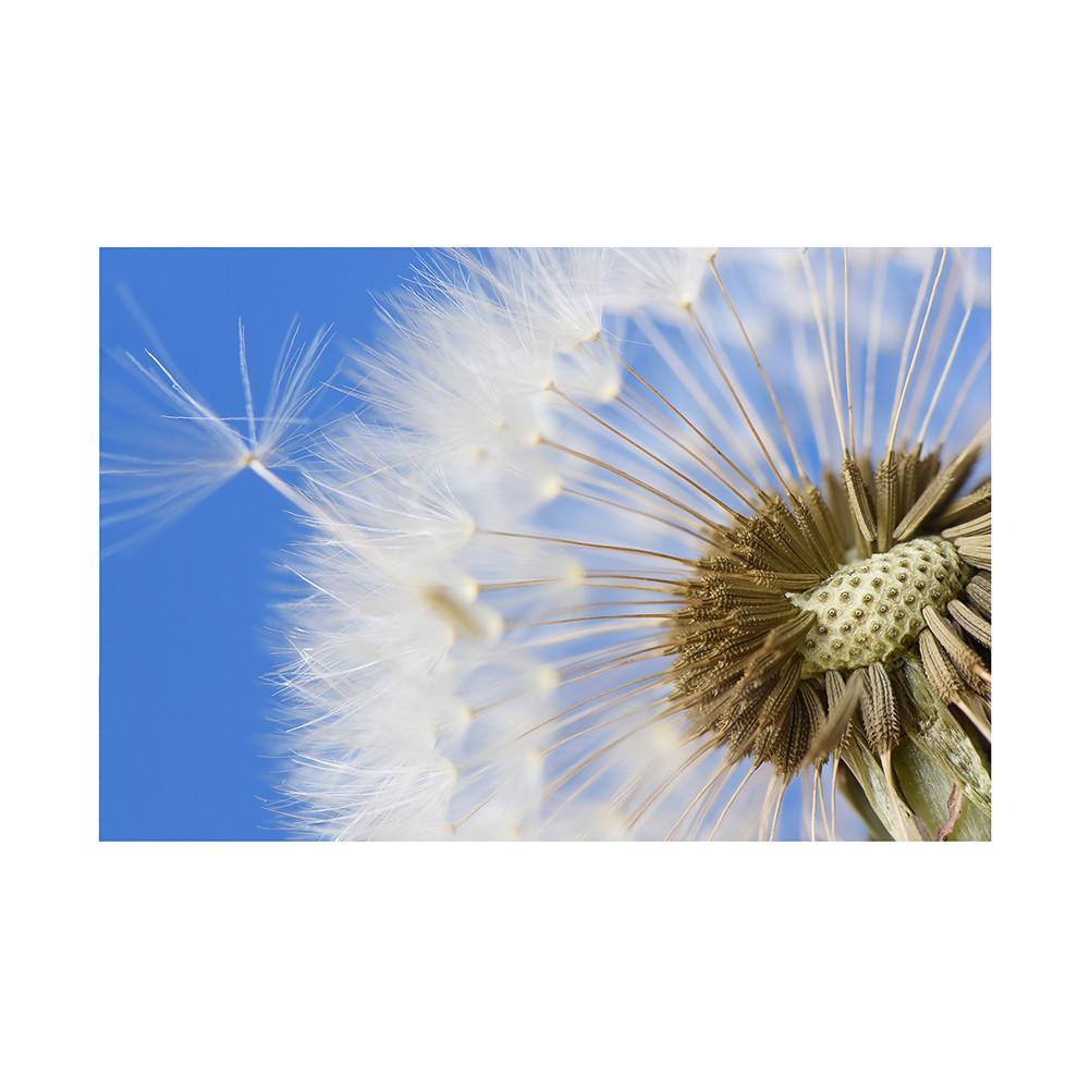 Romantic Dandelion Background Tapestry for Events,Party Banner,Home Decor,Weddings,Photo Booths