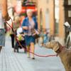 Dog Training Leash P Leash, Durable Nylon Material Heavy Duty, Anti-Pull Comfortable Sturdy Pet Traction Rope Pet Supply