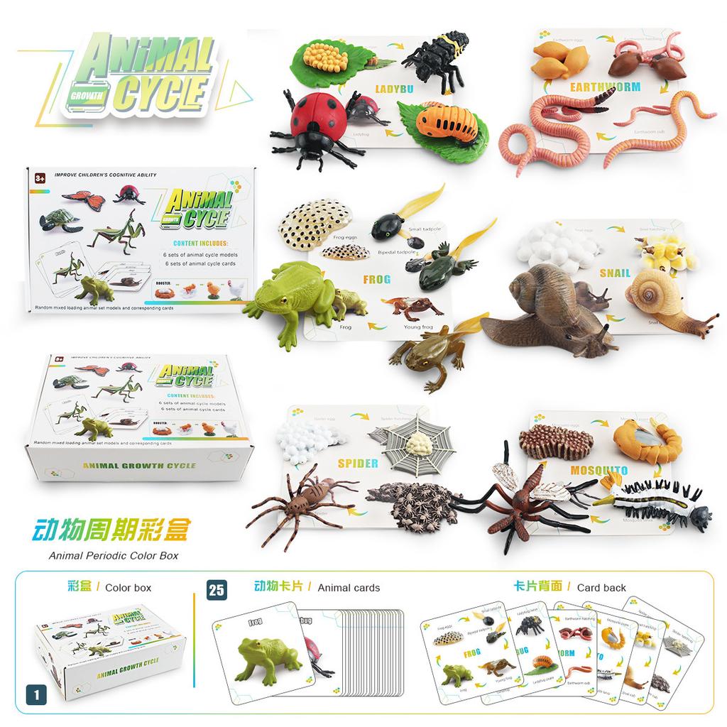 Realistic Piece 25 Growth Cycle Card Set For Insects Including Worms Ladybugs Frogs And Snails