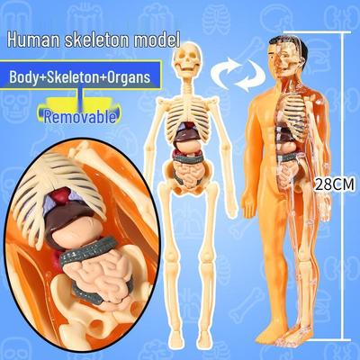 DIY 3D Human Skeleton Model: Assemble/Disassemble for Children's Science Education.