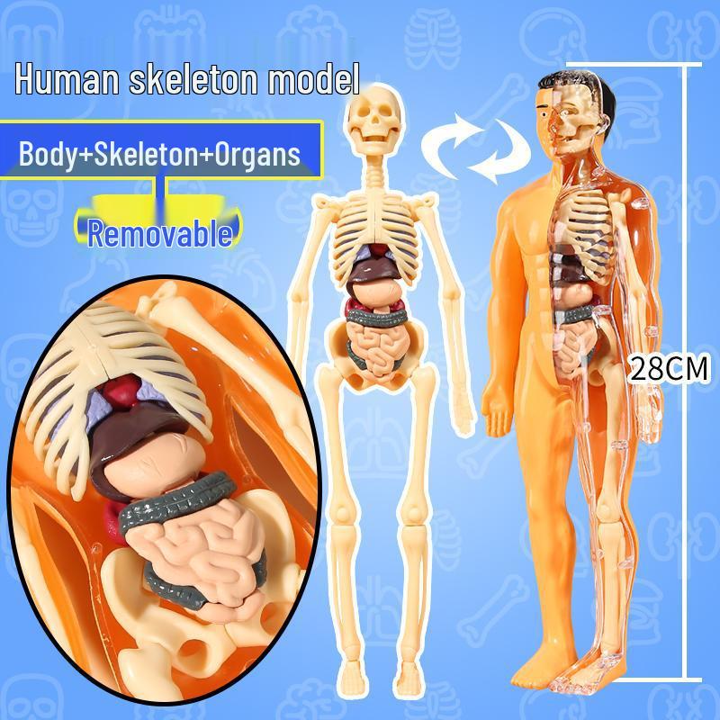 DIY 3D Human Skeleton Model: Assemble/Disassemble for Children's Science Education.