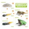 Detailed Darwin Frog Growth Cycle Model Ideal For Educational Display And Learning