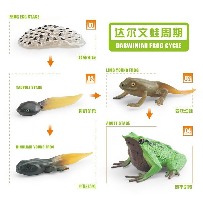 Detailed Darwin Frog Growth Cycle Model Ideal For Educational Display And Learning