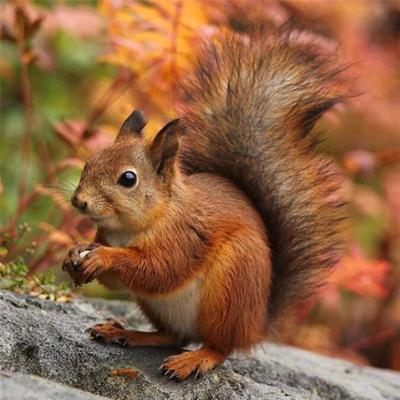 Full 5D Diy Diamond Painting Cartoon Animal Squirrel Embroidery Cross Stitch Home Decor Handmade