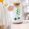Mooskugeln Glas Terrarium Set Tischplatte Zylindrisches Glas Aquarium Deko mit 2 kleinen Mooskugeln und Kunstpflanze für Heim- Büro Schreibtischdeko
