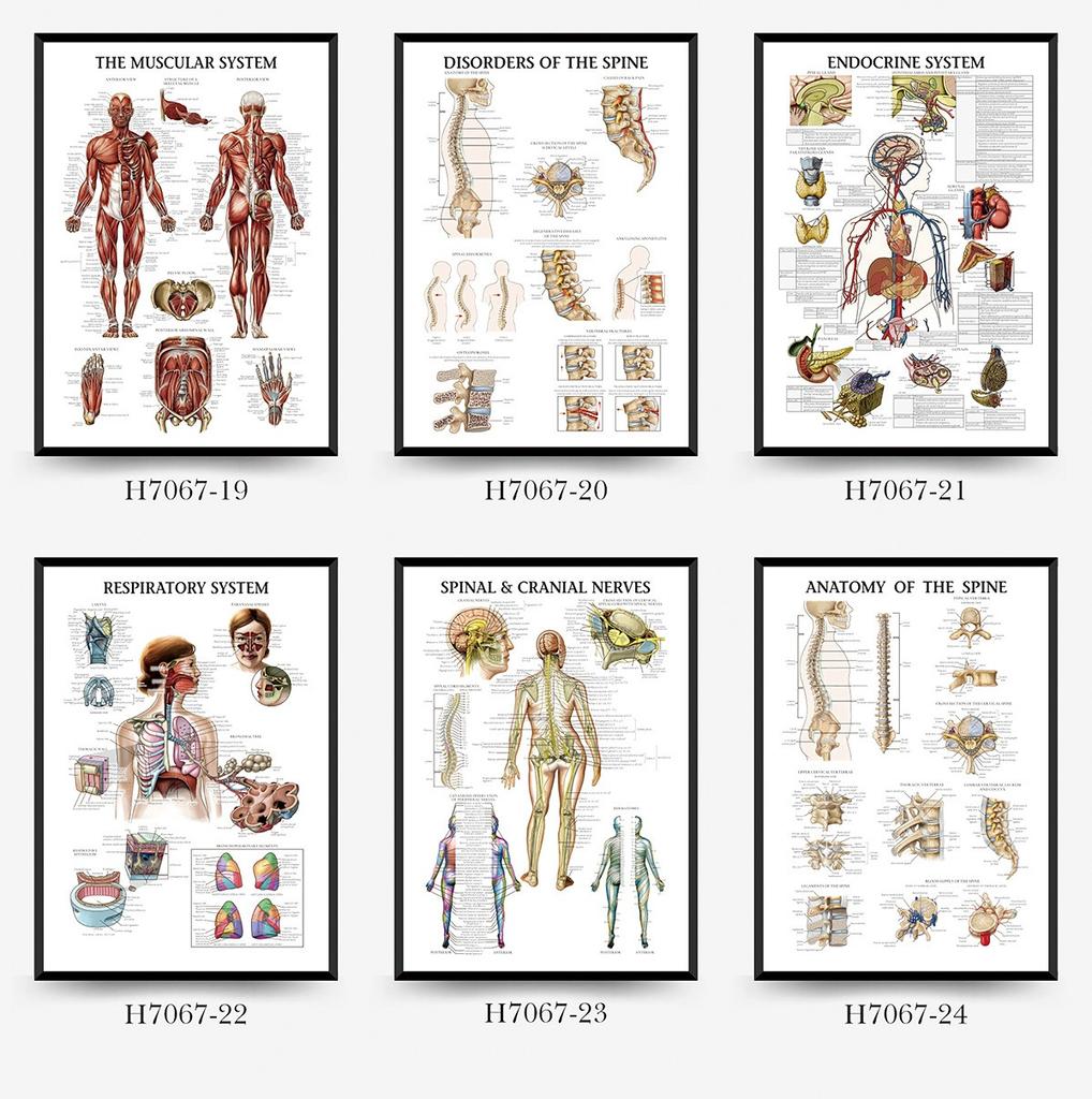 Human Tissue Structure Muscle Gym Medical Education Decorative Canvas Painting Poster Wall Art for Home Decor