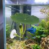 Artificial Fighting Fish Resting Leaves Simulated Lotus Leaves Fish Hammock  Betta Fish Tank