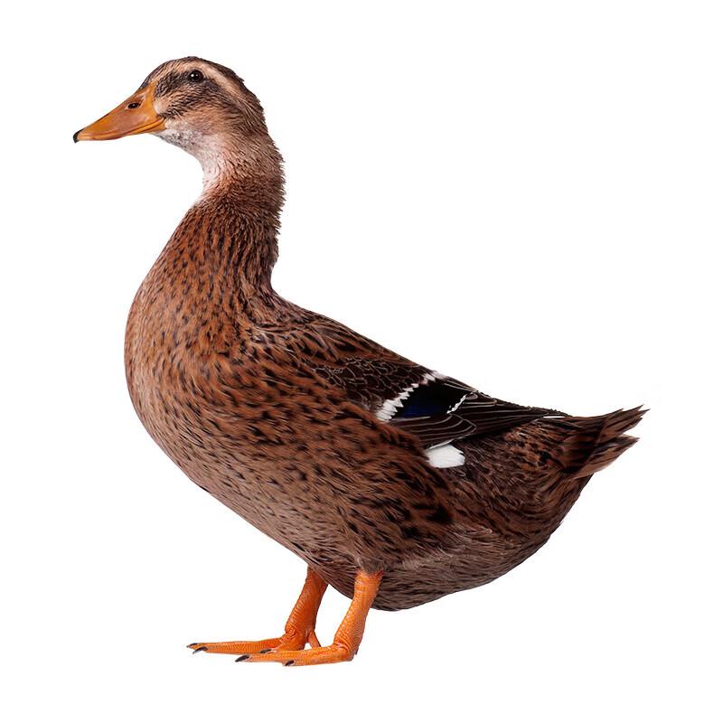 Dr. Yang Free-Range Duck