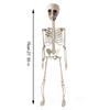 70cm Halloween Skeletons Fake Full Body Skull Bones Movable Halloween Party Decor For Home Bar Haunted House Horror Props