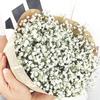 Baby's Breath Dried Flower Bouquet for Living Room Decor - Real Fresh Cut Flowers, Perfect for Gifting and Decorative Ornaments.