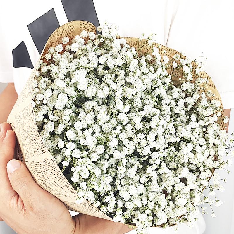 Baby's Breath Dried Flower Bouquet for Living Room Decor - Real Fresh Cut Flowers, Perfect for Gifting and Decorative Ornaments.