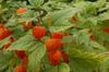SAFLAX Cape Gooseberry / Peruvian Cherry - 100 Seeds - Physalis Peruviana