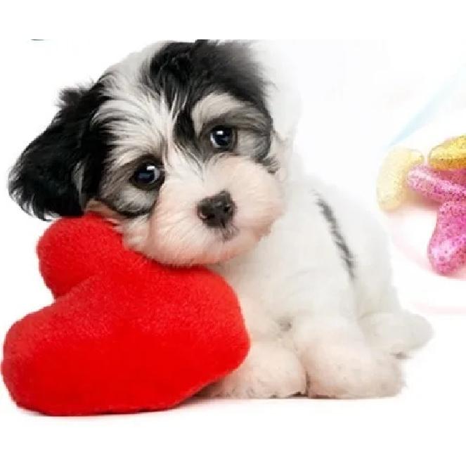 Lots 100pcs 14 Colors Soft Dog Pet Nail Caps Claw Control Paws off + 5pcs Adhesive Glue Size XS S M L XL XXL Free Shipping