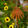 Rusty Echinacea Garden Art Stake Iron Plant Sculpture Weather Resistant Outdoor Decoration for Flower Beds Lawn