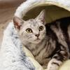 cat and dog Beds, Soft Plush Round Bedding Sleeping Pet Calming Nest Bed Cuddler for Kitten