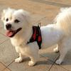 Durable Nylon Dog Cat Harness Adjustable Breathable Dog Harness Vest Heavy Duty Wear-resistant Pet Vest Outdoor