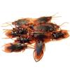 12/24/48Pcs Fake Roach Trick Joke Toys Halloween Simulation Cockroaches Prank Lifelike Rubber Insect for Horrify Party Decor