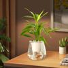DIY Zelené rostliny v květináčích Dvouvrstvé průhledné ozdoby na pracovní plochu Plasty pohlcující vodu