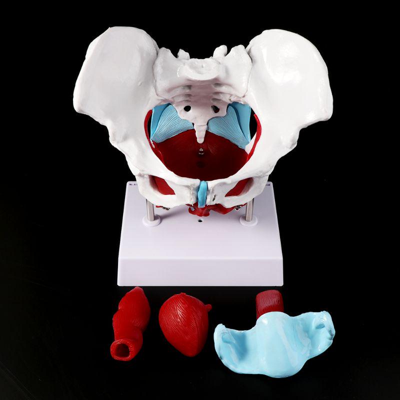 Female Pelvis Pelvic Floor Muscle Model Uterus Ovary Muscle Teaching Resources Educational Removable