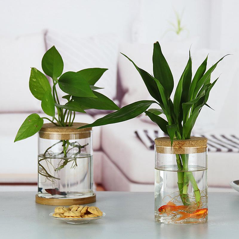 Mini Glass Flower Pot for Indoor Plants - Hydroponic Ornament with Moss Landscape