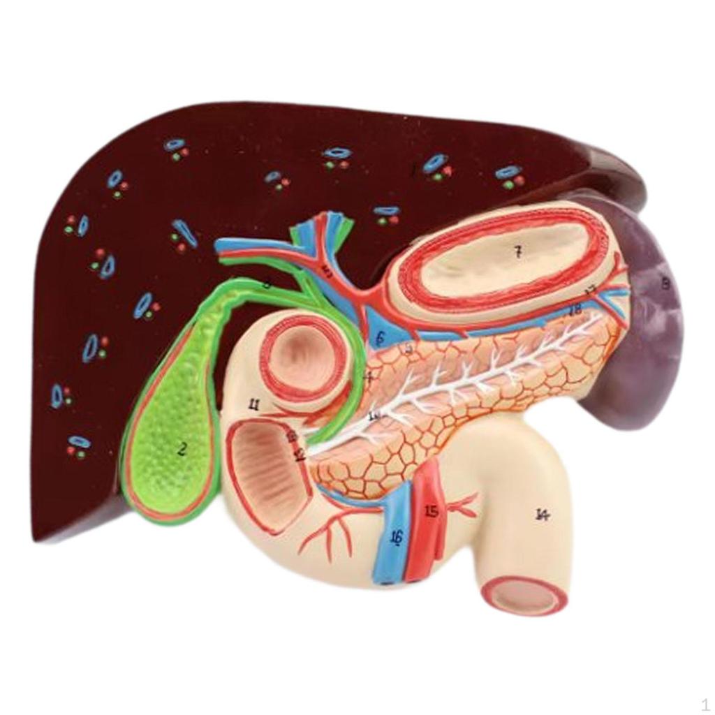 Menschliches Magenmodell Lehrmittel Bequemer Schnitt Genaue Struktur für Studium Bildung