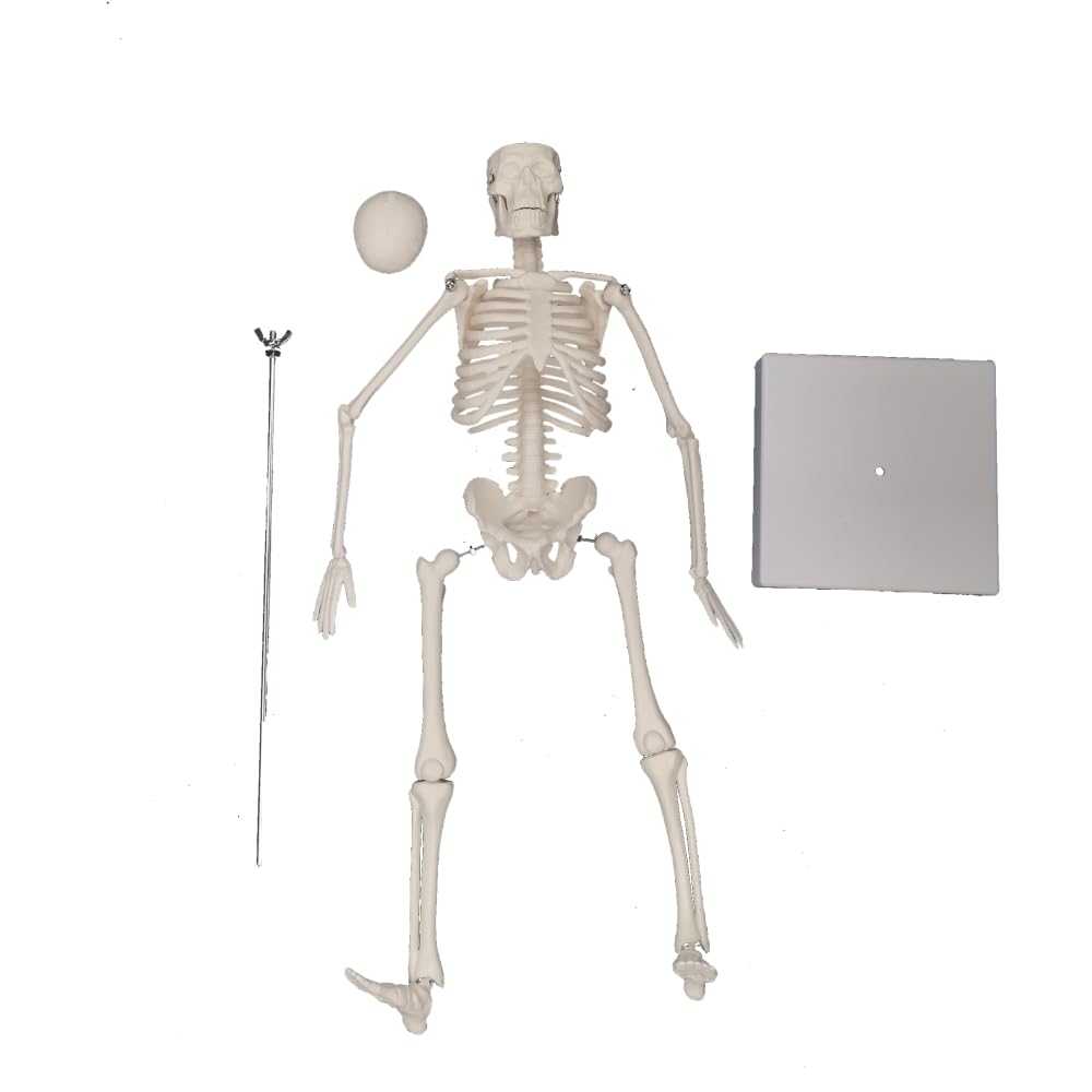 45cm (17") Mini Human Skeleton Model with Movable Arms and Legs, Scientific Model for Studying the Basic Details of the Human Skeletal System